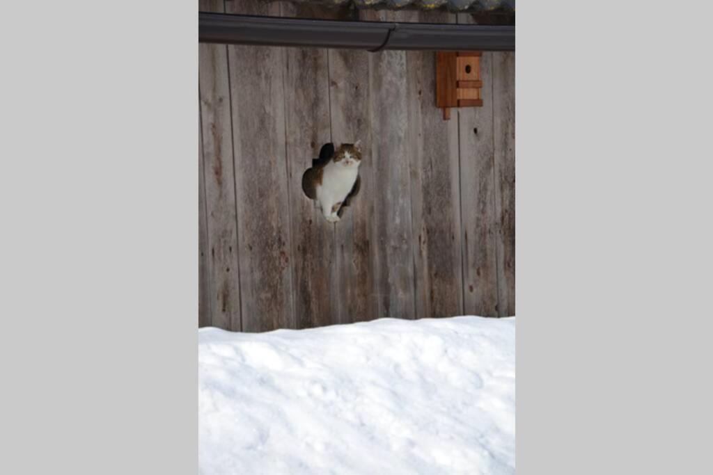 Charmantes Gaestehaus Am Waldrand In Alpiner Lage Siehe Auch Zweites Objekt Gaestewohnung In Altem Bauernhaus Stanz Im Murztal Dış mekan fotoğraf